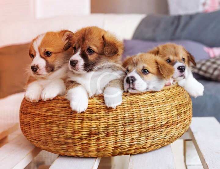 How to Treat?