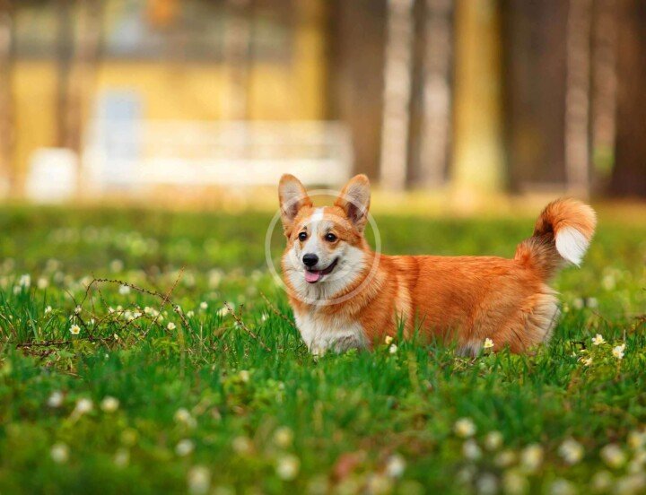 How to Walk?